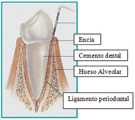 Ligamento periodontal